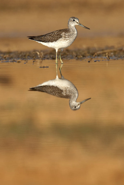 Common Greenshank, Tringa nebularia, Looking for food in the water at sunset - Photo, Image
