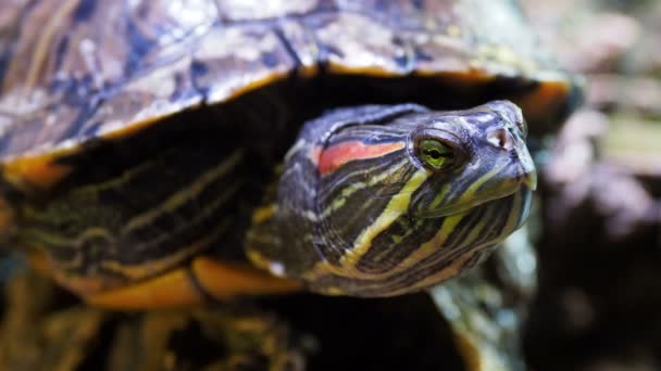 Pond slider, Trachemys scripta, common medium-sized semi-aquatic turtle. Red-eared turtles. - Video, Çekim