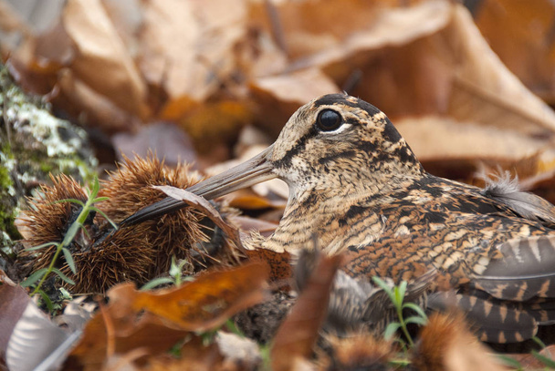 Eurasian woodcock, Scolopax rusticola, camouflaged among the leaves in Autumn - Fotó, kép