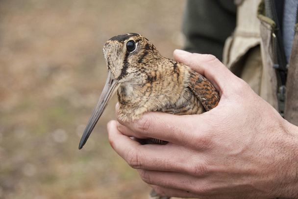 Eurazjatycki dzięcioł, Scolopax rusticola, w rękach ornitologii - Zdjęcie, obraz