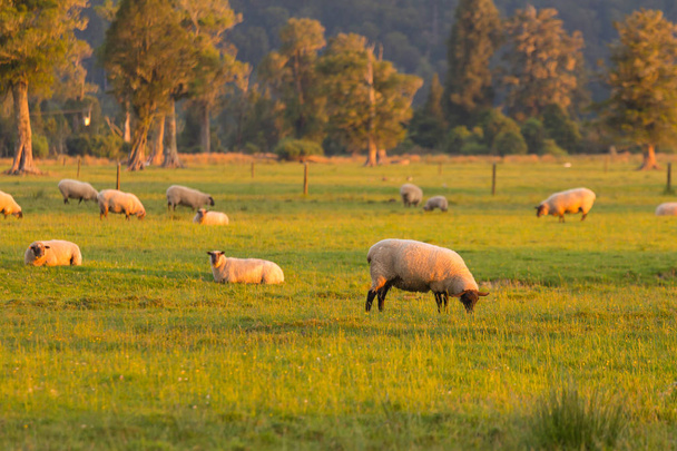 Sheep on green glass field farm animal with sunset tone - Photo, Image