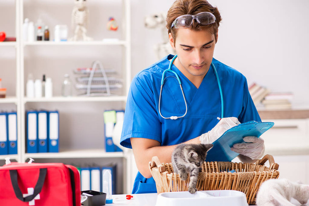 Vet doctor examining kittens in animal hospital - Photo, Image