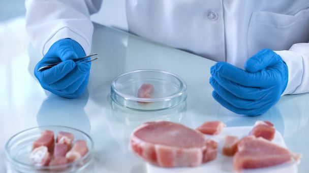 Scientist testing meat samples for gmo, food quality control, certification - Foto, afbeelding