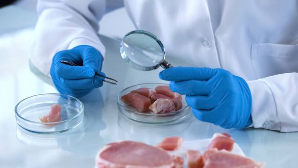 Biologist looking at meat sample through magnifying glass, food certification - Foto, Imagem
