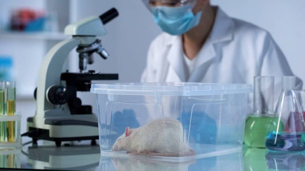 Lab researcher working at microscope, rat in plastic box on table, testing - Foto, Bild