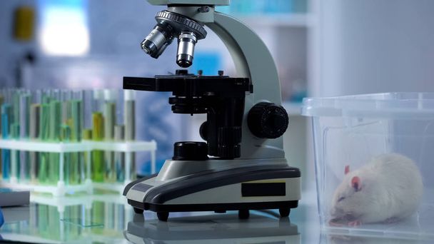 Rato de teste branco sentado em caixa de plástico perto do microscópio, pesquisa de laboratório
 - Foto, Imagem