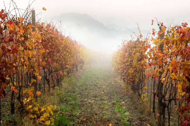 Barolo vinařská oblast, Langhe, Piemont, Itálie - Fotografie, Obrázek