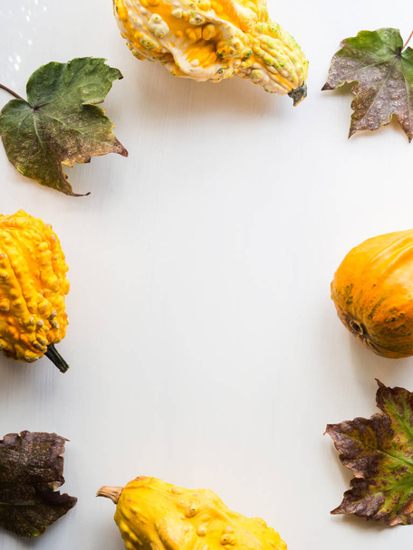 Autumn squash and leaves white background - Foto, imagen