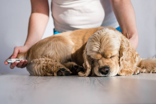 Triste cane malato e stanco sul tavolo al chiuso
 - Foto, immagini