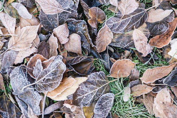Frosty brun novembre feuillage vers le bas photo de fond
 - Photo, image