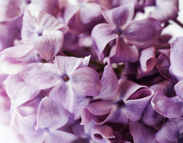 Close-up photo of beautiful Lilac flowers. Purple spring flowers. Floral seasonal background. - Photo, Image