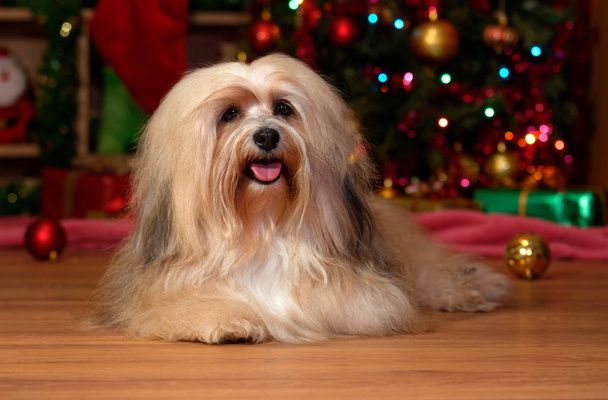 Happy Bichon Havanese perro está tumbado frente a un árbol de Navidad y mirando a la cámara
 - Foto, Imagen