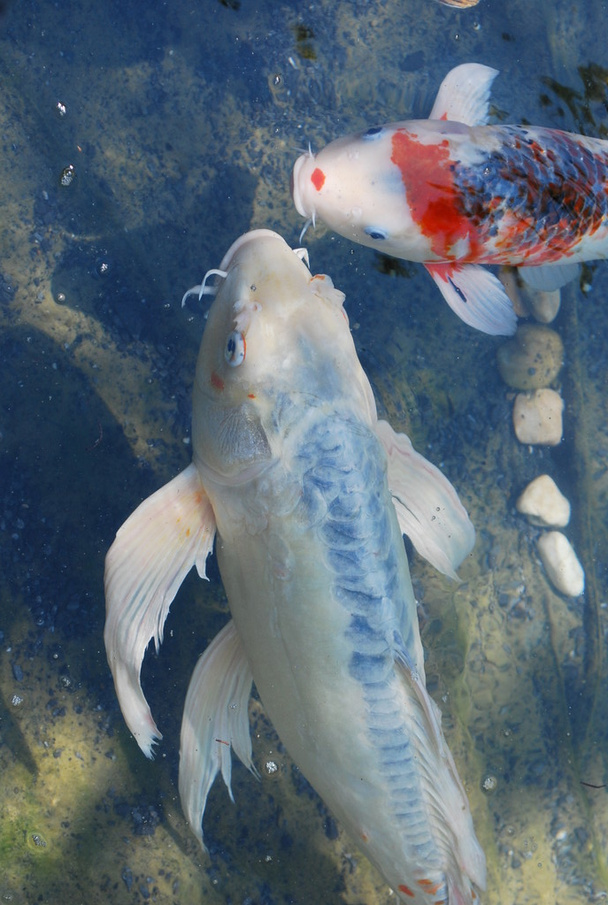 Casal de carpas - peixe
 - Foto, Imagem