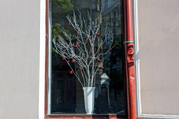 fenêtre sur le mur et un vase blanc avec un arbre décoratif derrière le verre
 - Photo, image