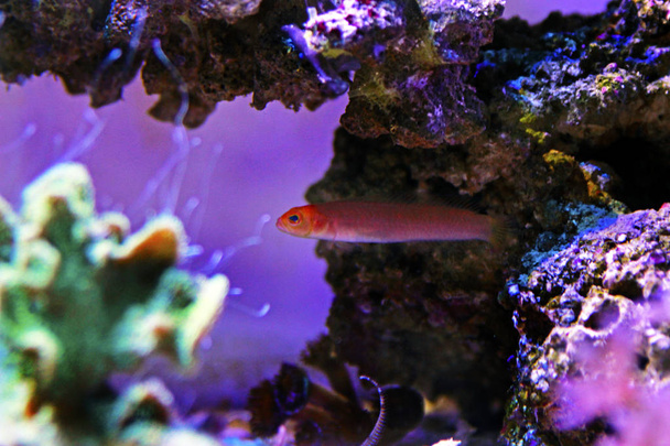 Punainen pitkänomainen Dottyback - (Pseudochromis elongatus
) - Valokuva, kuva