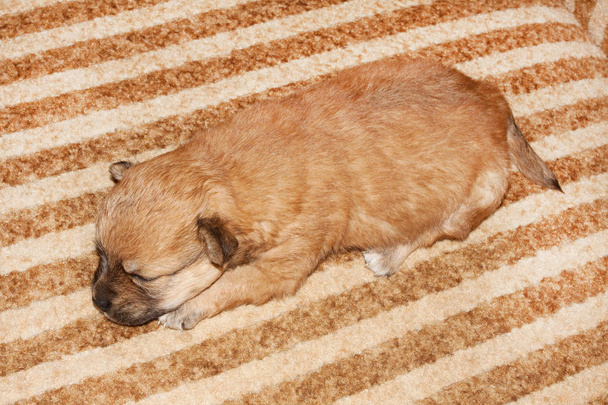 Милий смішний новонароджений чистокровний щеня лежить на ліжку
. - Фото, зображення