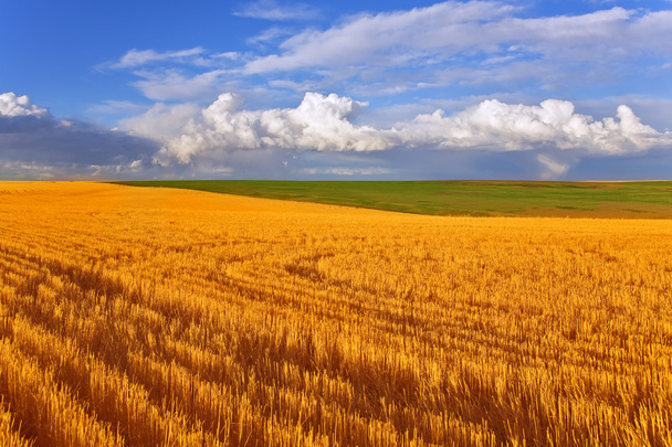 Huge field in state Montana - Foto, immagini