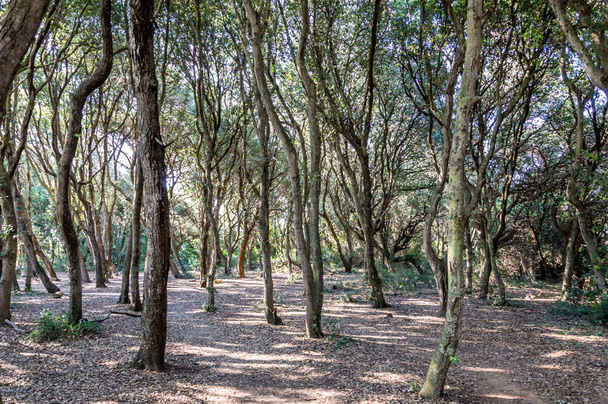 Přímořský borovicový les poblíž Baia dei Turchi Otranto v Itálii Salento - Fotografie, Obrázek