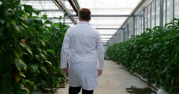 Male scientist examining aubergine in greenhouse 4k - Felvétel, videó
