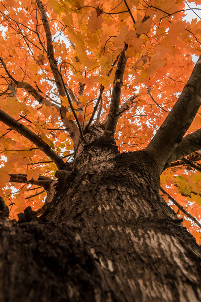 Olhando para cima um tronco de árvore no outono de baixo da árvore
 - Foto, Imagem