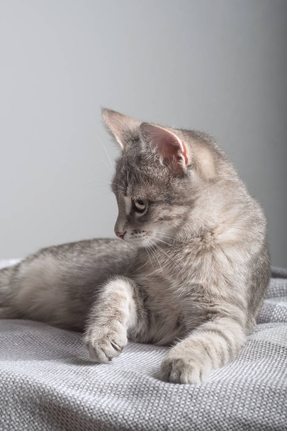 Beautiful cute gray cat sitting on the sofa.  - Valokuva, kuva