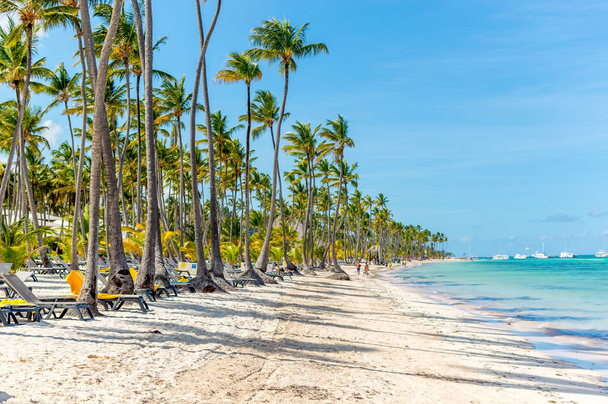 People relax on the beach among palm trees in the resort of Punta Cana. - Photo, Image