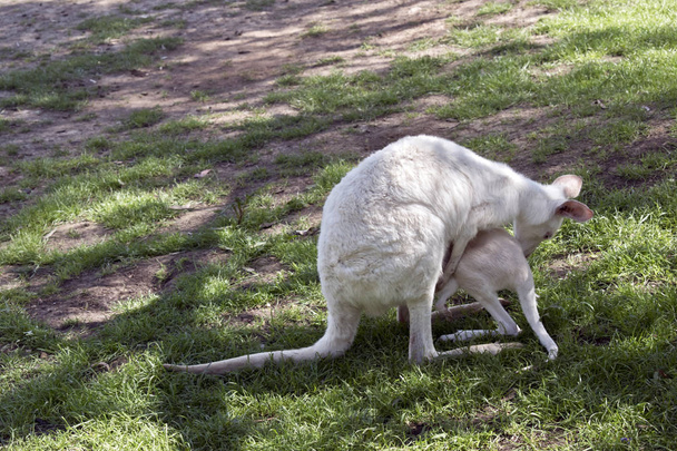 Albiino Länsi harmaa kenguru joey juo hänen äitinsä pussi
 - Valokuva, kuva