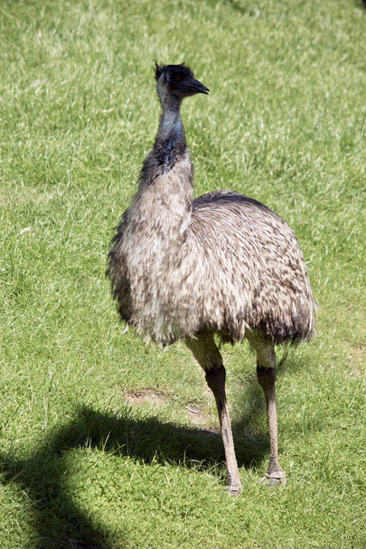 the Australian emu is walking in a field - Foto, immagini