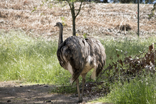 the rhea is a large flightless bird - Fotografie, Obrázek