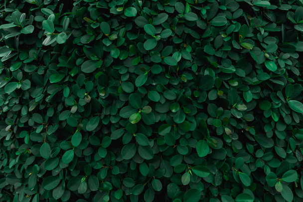 Backdrop and texture of green leaves natural wall. - Foto, Imagen