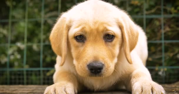 Güzel beyaz kahverengi İngilizce labrador çimenlerin üzerinde oturan okşayarak köpek, Doğa arka plan ver. Konsept: parodist köpek, en sevdiğim hayvan, gerçek arkadaşlar, bir köpeğin safkan, bir arkadaşınızın köpek, küçük bir yün. - Video, Çekim