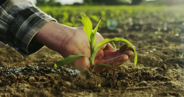 Nuoren maanviljelijän hidas liike koskettaa vehnän korvaa auringonvalossa ja hengittää rentoutumispäivänä (lähikuva
) - Materiaali, video
