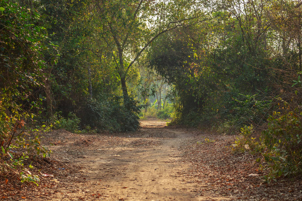 дорога і шлях у природі тунелю дикого дерева на Таїланді
 - Фото, зображення