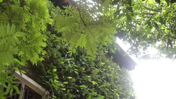 Zelená krajina ivy rostlin záchrany, stopáže - Záběry, video