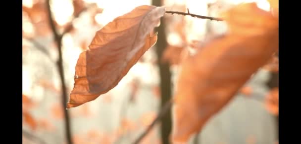 brązowy liść jesienny liść z niewyraźne tło - Materiał filmowy, wideo