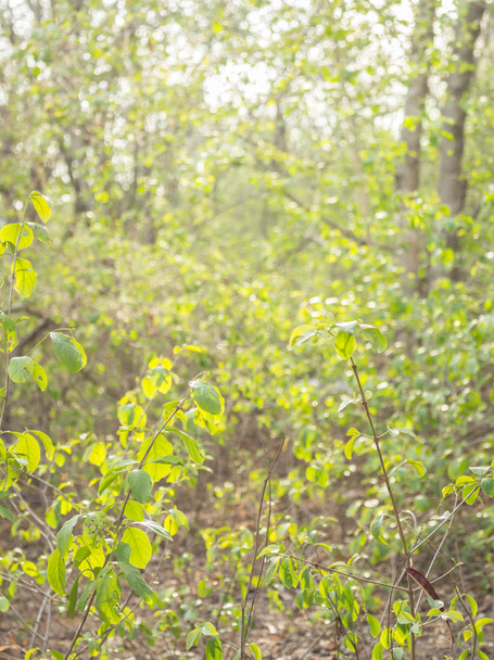 erdő dzsungel lombozat zöld langscape háttér - Fotó, kép