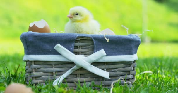 On a sunny day, little yellow chicks sitting in a basket, in the background of green grass and trees, concept: farming, ecology, bio, easter, love. - Filmagem, Vídeo