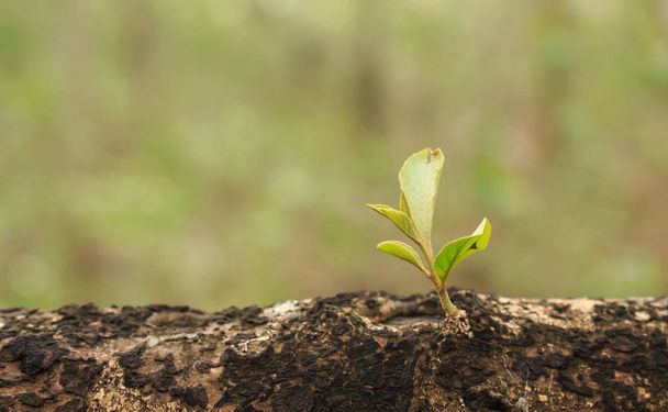 Zelený strom rašit rostliny rostoucí naděje ekologie na pozadí lesa - Fotografie, Obrázek