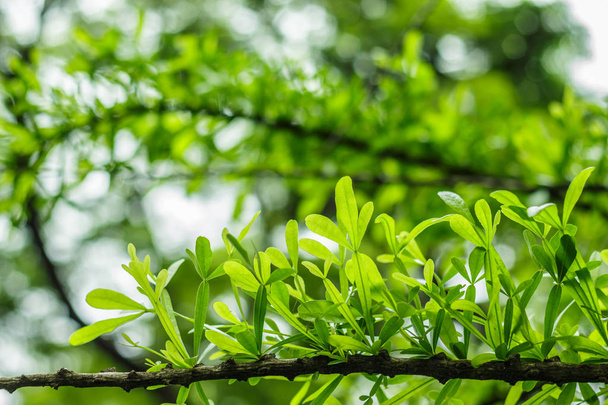 grüne Blatt Zweig auf grünem Hintergrund verschwimmen. - Foto, Bild