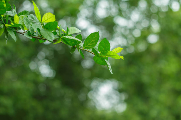 green leaf branch on green blur background. - Foto, afbeelding
