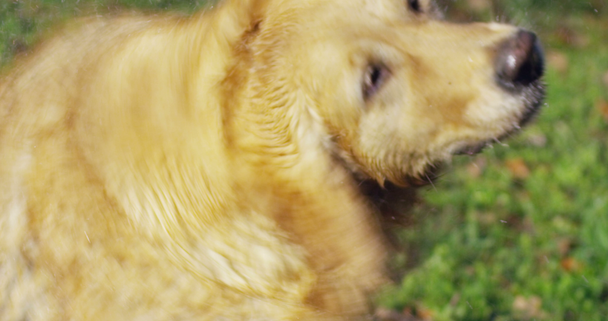 血統とちょうどブラッシング良いコートを持つ美しいゴールデンレトリバー犬の肖像画。純血種の犬は緑に囲まれ、カメラに見えます。概念の美しさ、柔らかさ、血統. - 映像、動画