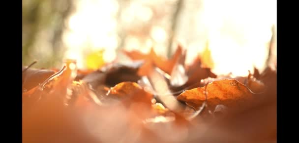 茶色背景をぼかした写真と秋の葉を葉します。 - 映像、動画