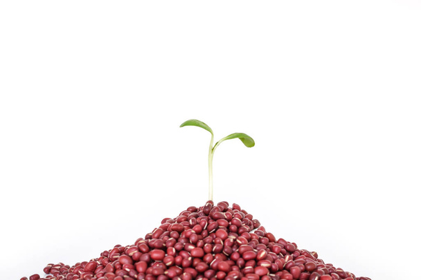 albero verde germoglio piante crescente speranza ecologia fagiolo rosso su sfondo bianco
 - Foto, immagini