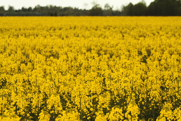 Campo giallo colza in fiore - Foto, immagini
