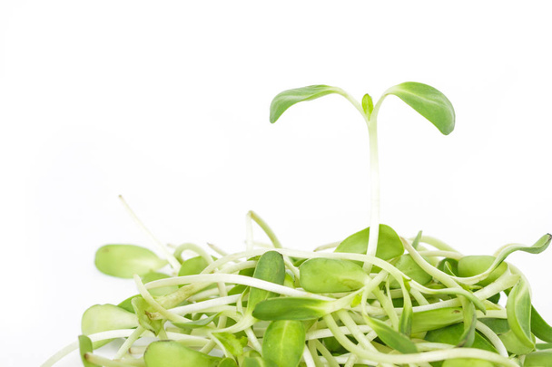 зелене насіння паростка екологія росту проростання соняшнику на білому тлі
 - Фото, зображення