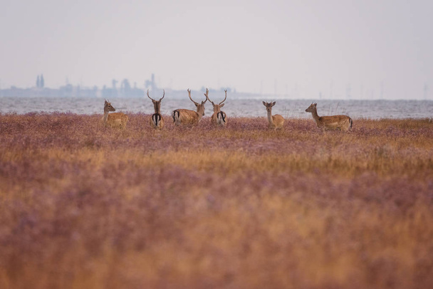野生の自然、美しい草原風景 (Cervus の Elaphus) 鹿の群れのレッド ・ ディア。湿原を通る大きな枝分かれした角を持つ雄鹿します。Dzharylhach 島、国立公園、ウクライナ - 写真・画像