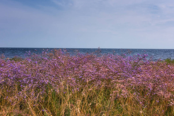 スターチスや草原の風景を開花、青い海と空背景に海ラベンダーの美しい紫色の花と草原。Dzharylhach 島、国立公園、ウクライナ - 写真・画像