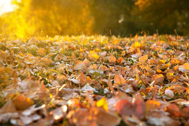 autumn leaf in the grass closeup, beautiful autumn forest, bright sunlight at sunset - Valokuva, kuva