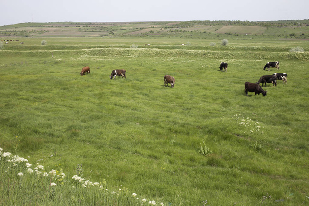 Bellissimo paesaggio rurale con mandria di bovini. Una mandria di bovini in piedi su un lussureggiante campo verde
. - Foto, immagini