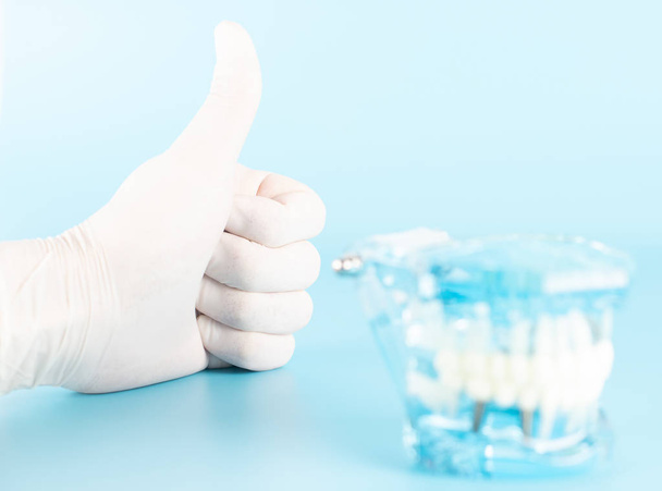 Dental check up with dental model in oral health care concept. - Fotoğraf, Görsel